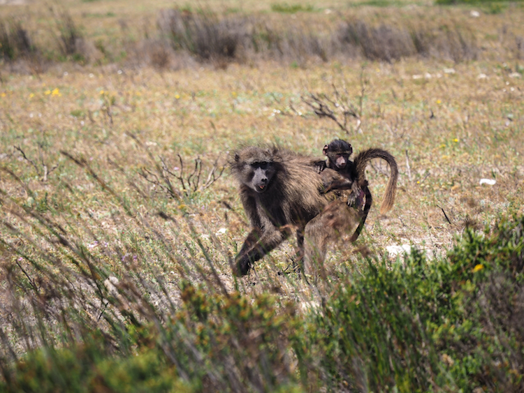 De Hoop bavianen zuid-afrika