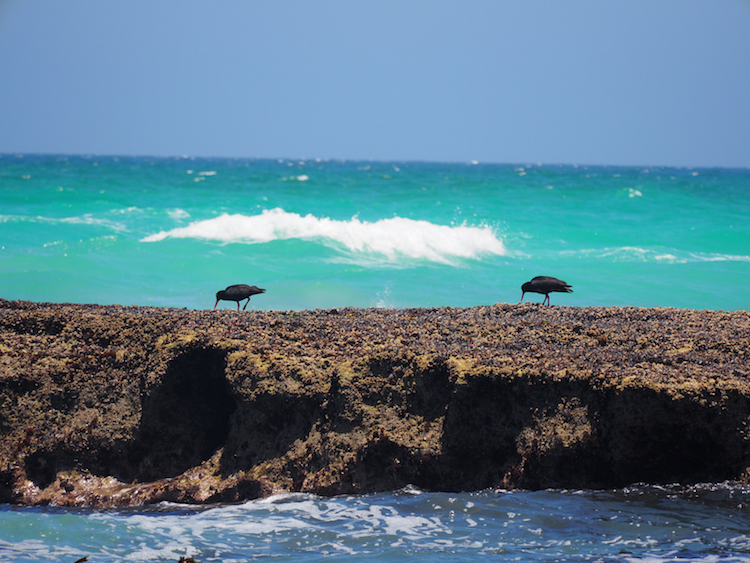 De Hoop Black Oyster Catcher