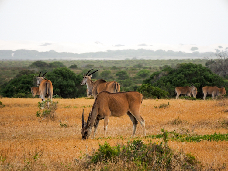 De Hoop Bontebok Zuid Afrika