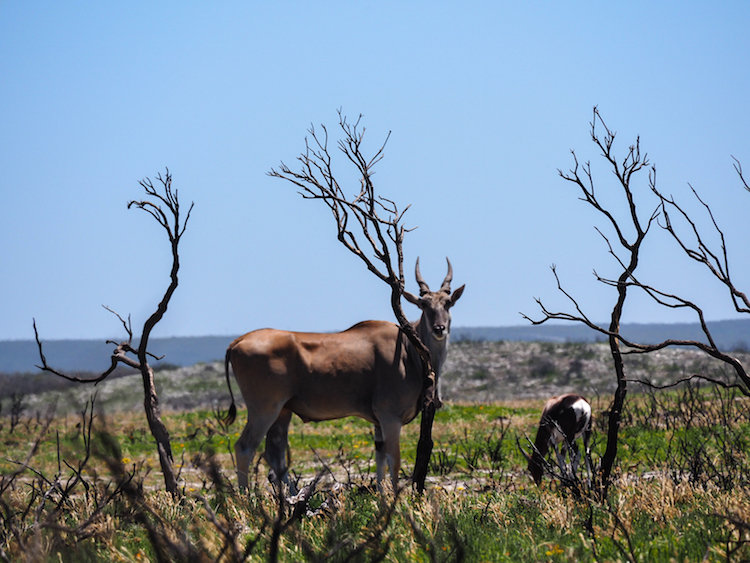 De hoop eland zuid-afrika