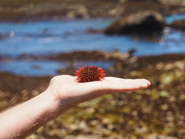 De Hoop Marine Walk