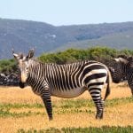 De Hoop Nature Reserve Zuid Afrika