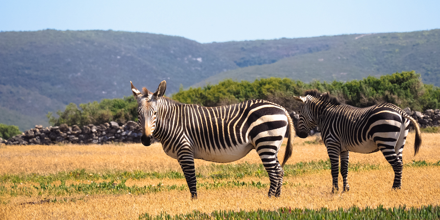 De Hoop Nature Reserve Zuid Afrika
