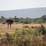 De Hoop struisvogel Zuid-Afrika