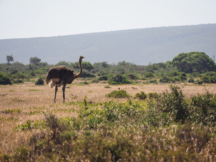 De Hoop struisvogel Zuid-Afrika