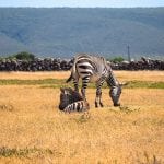 De hoop zebra zuid-afrika