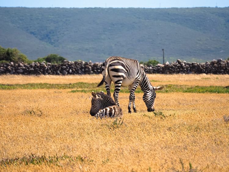 De hoop zebra zuid-afrika