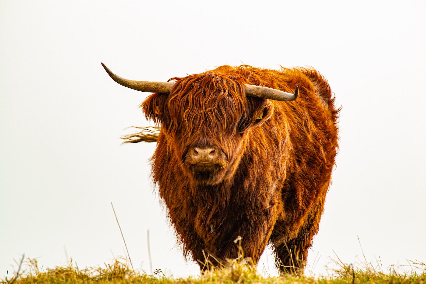 De Schotse Hooglander in Nederland