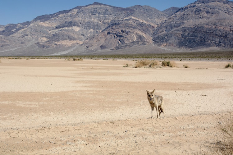 Death Valley - Coyote