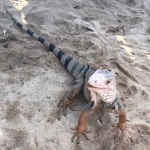Dieren San Juan colombia tayrona