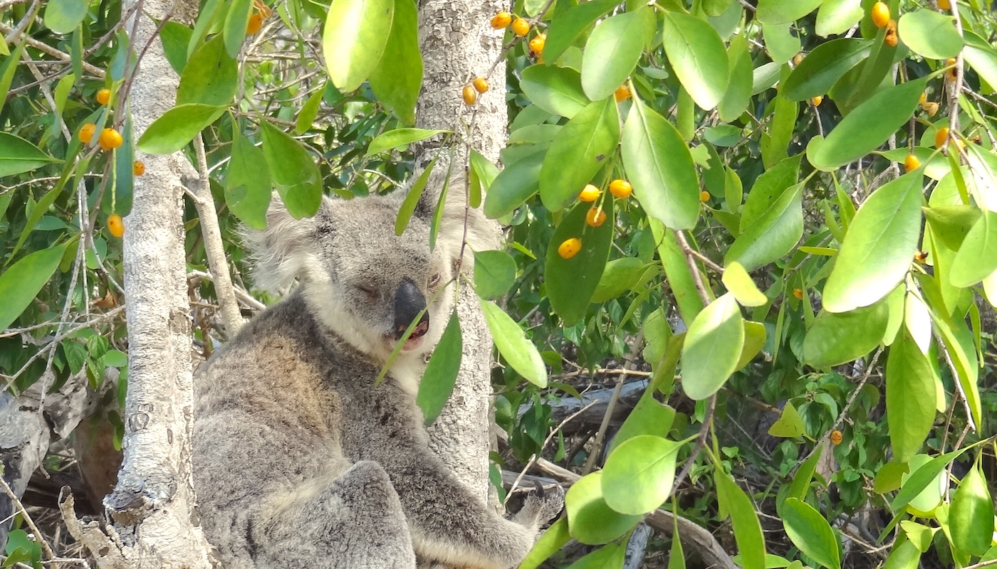 Dieren in Australie