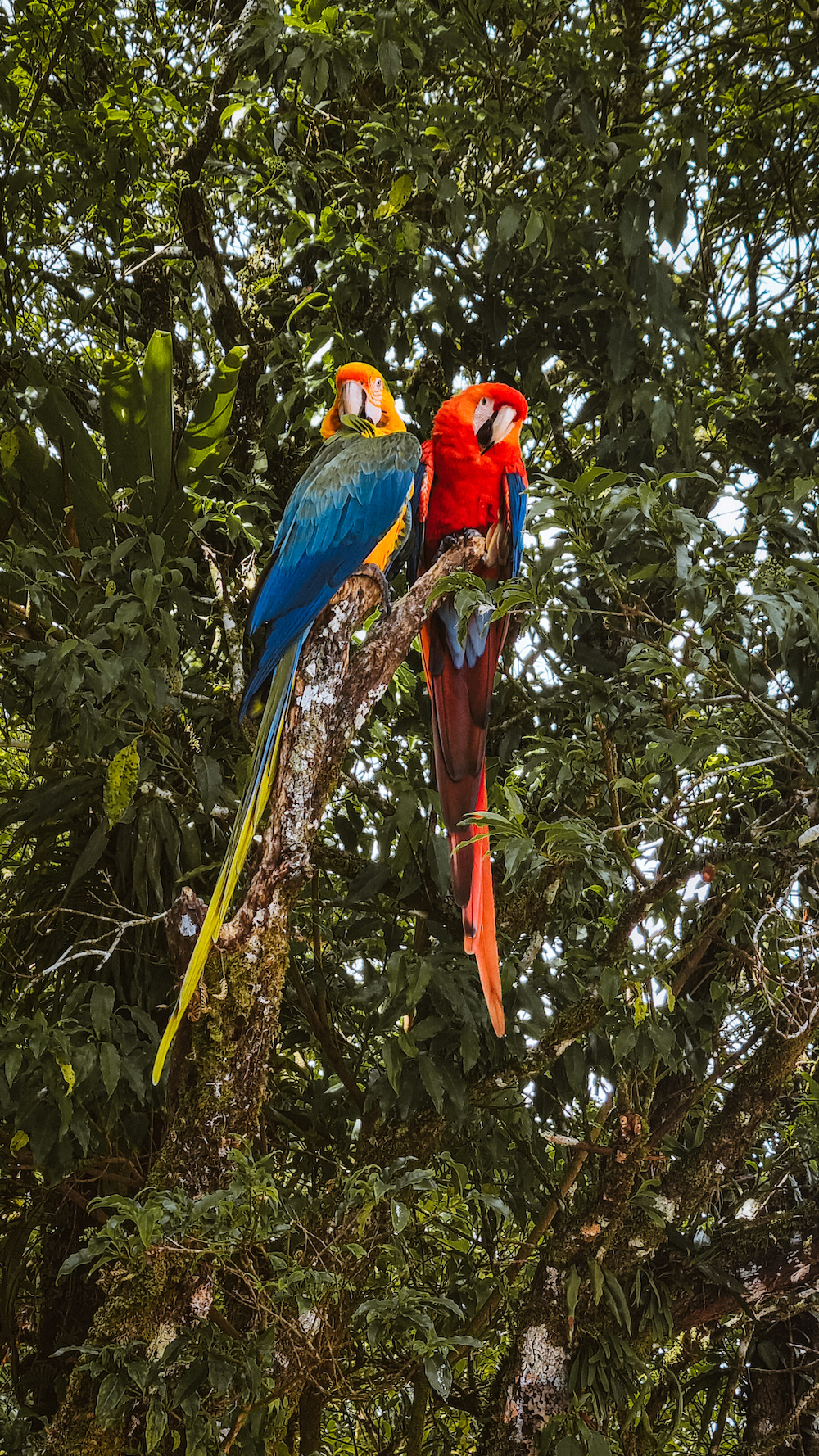 Dieren spotten in Monteverde
