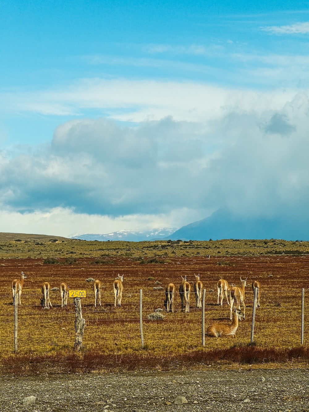 Dieren spotten in Torres del Paine