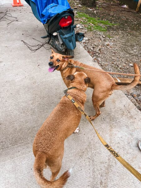 Dogshelter, honden uitlaten op utila