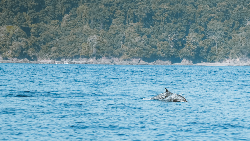 Dolfijn bij Corcovado