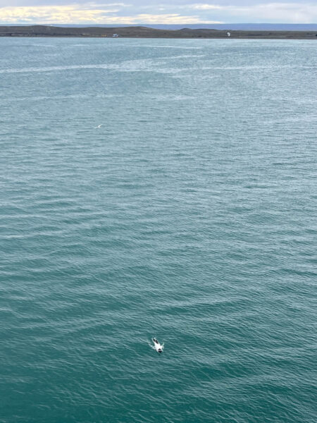 Dolfijn overttocht straat van Magellaan