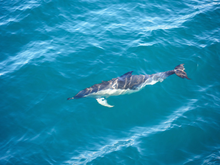 Dolfijnen-azoren-walvissen-spotten-sao-miguel