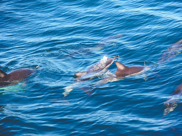 Dolfijnen-azoren-walvissen-spotten