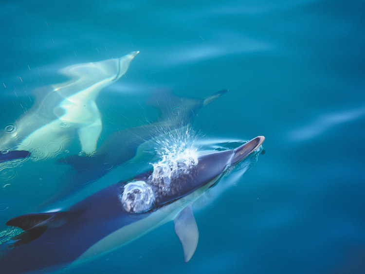 Dolfijnen-azoren-walvissen-whale-watching-tours