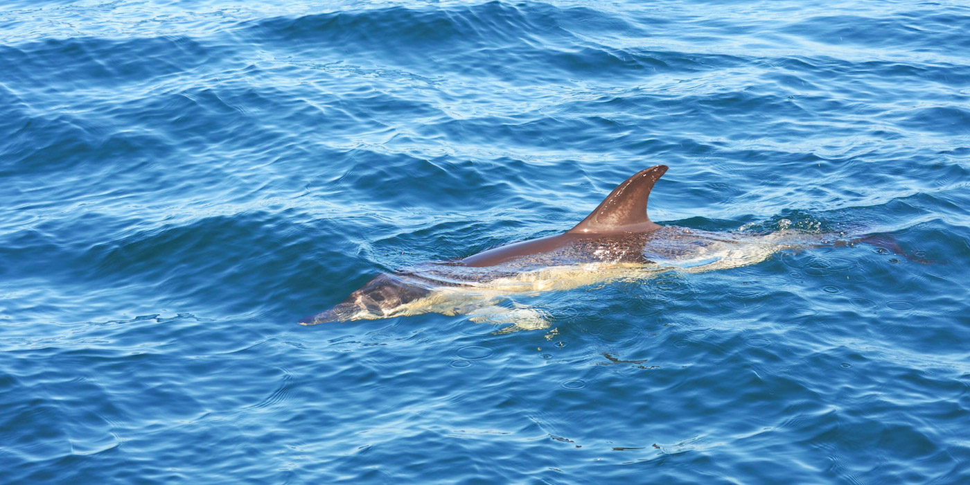 Dolfijnen-azoren-walvissen