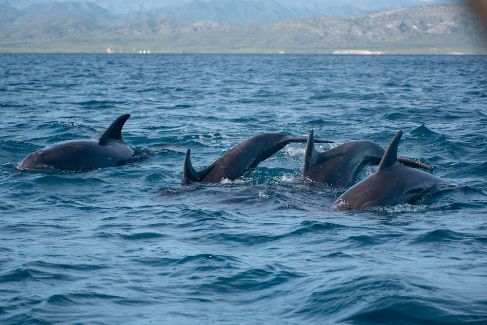 Dolfijnen in Loreto