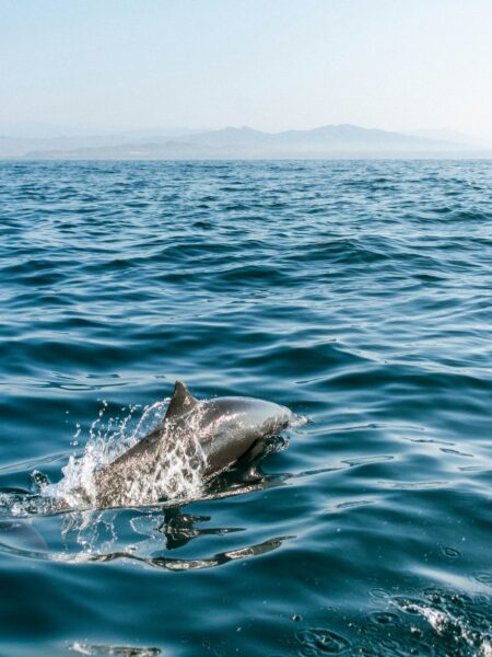 Dolfijnen spotten in mexico puerto escondido