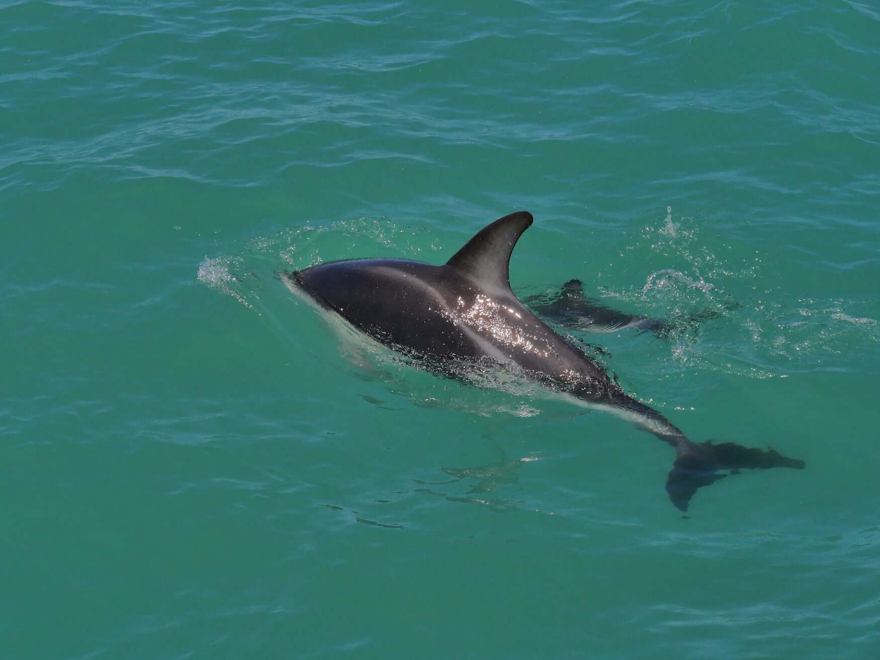 Dolphin Encounter Kaikōura