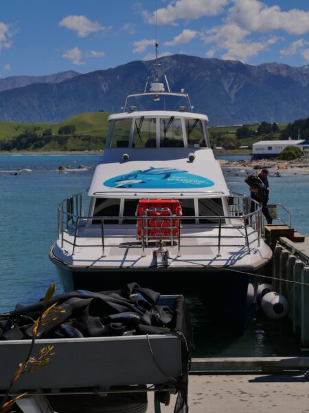 Dolphin Encounter bootje Kaikōura