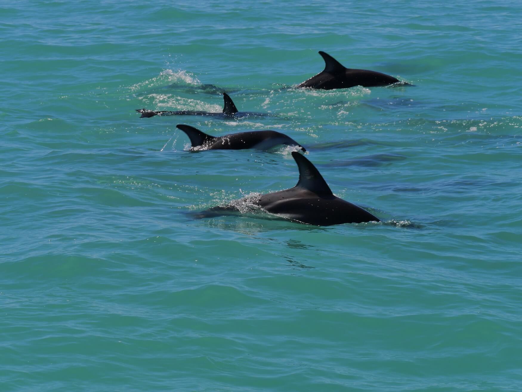 Dolphin Encounter groep dolfijnen