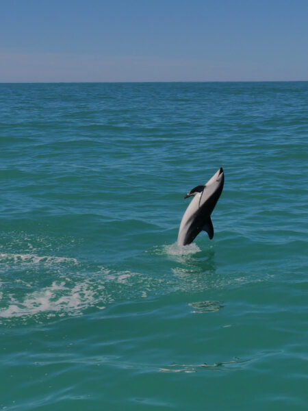 Dolphin Encounter springende dolfijn