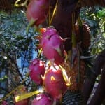 Dragon fruit nicaragua