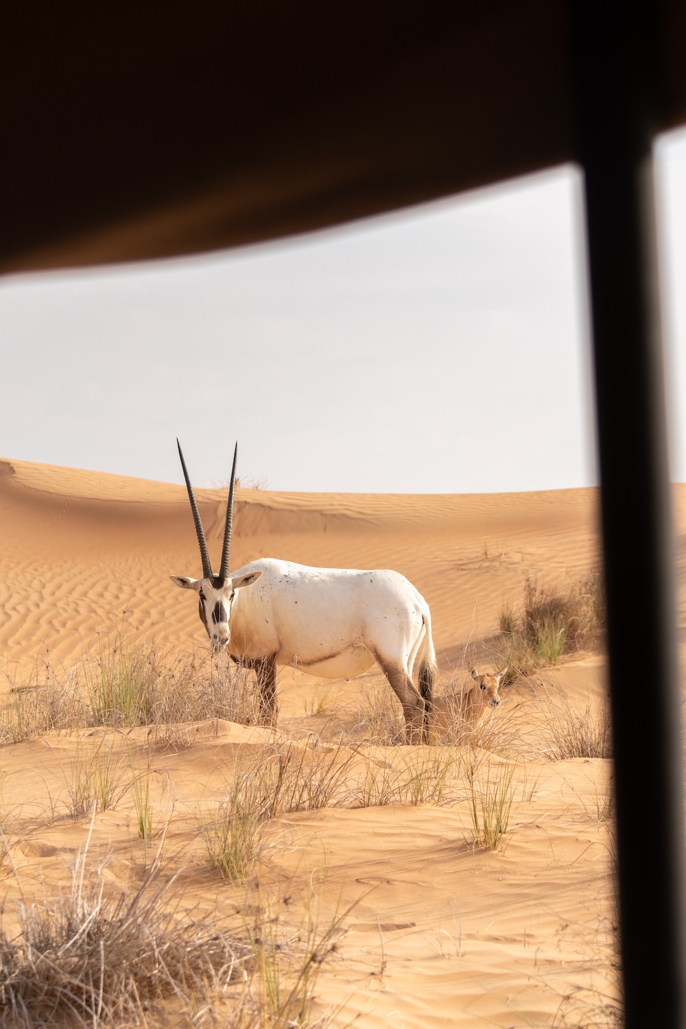 Dubai oryx met jong