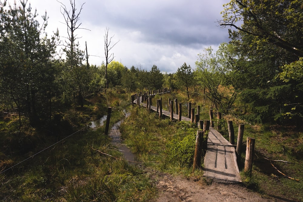 Dwingeloo plankenpad wandelen