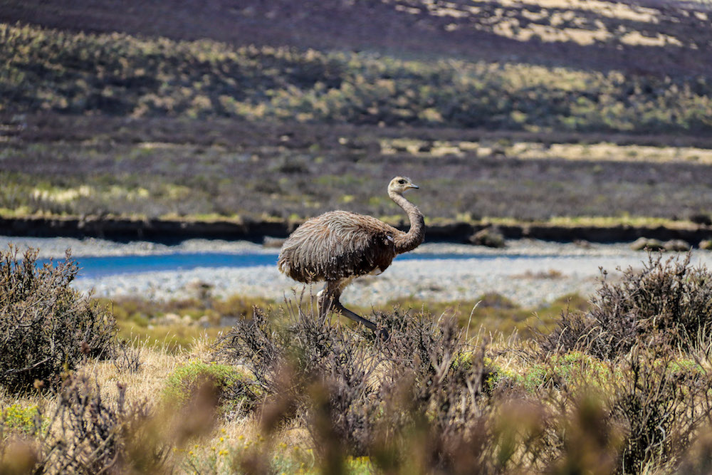 Ecocamp torres del paine struisvogel patagonie