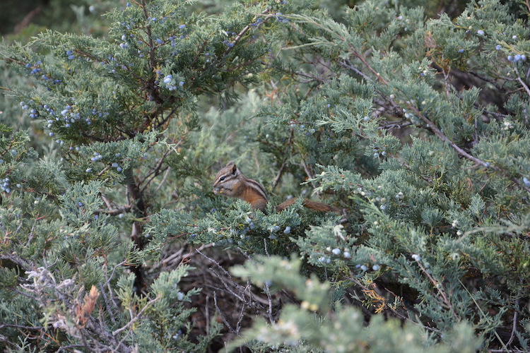 Eekhoorn West Canada rondreis