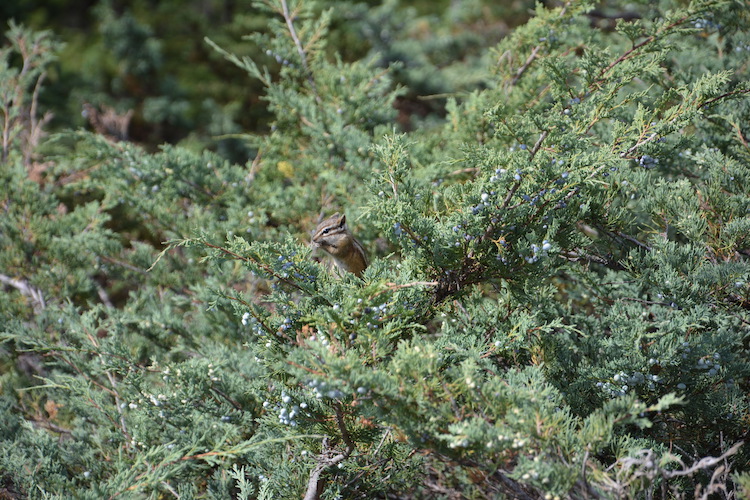 Eekhoorn west-canada