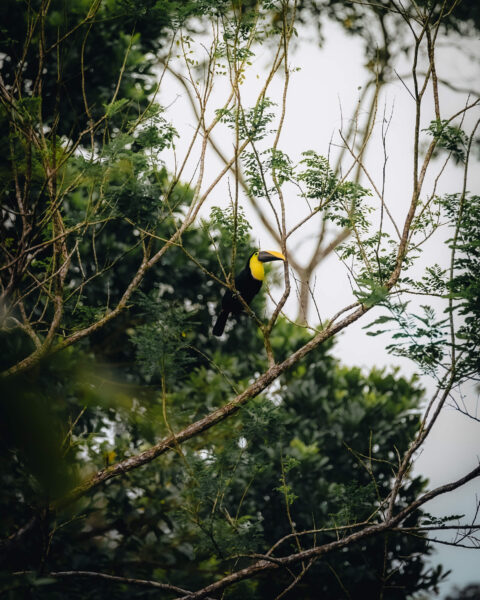 El Arenal La fortuna costa rica toekan