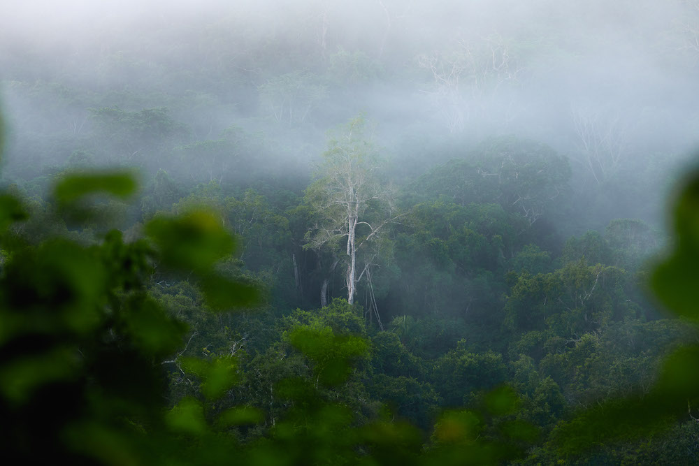 El Zotz jungle omgeving guatemala