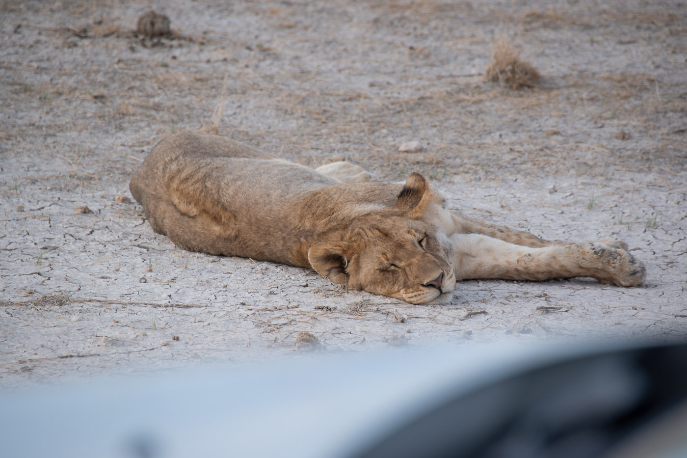 Etosha Namibie leeuw safari