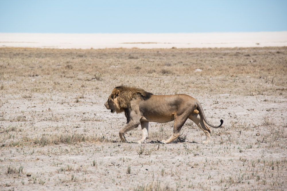 Etosha Namibie leeuw vlakte