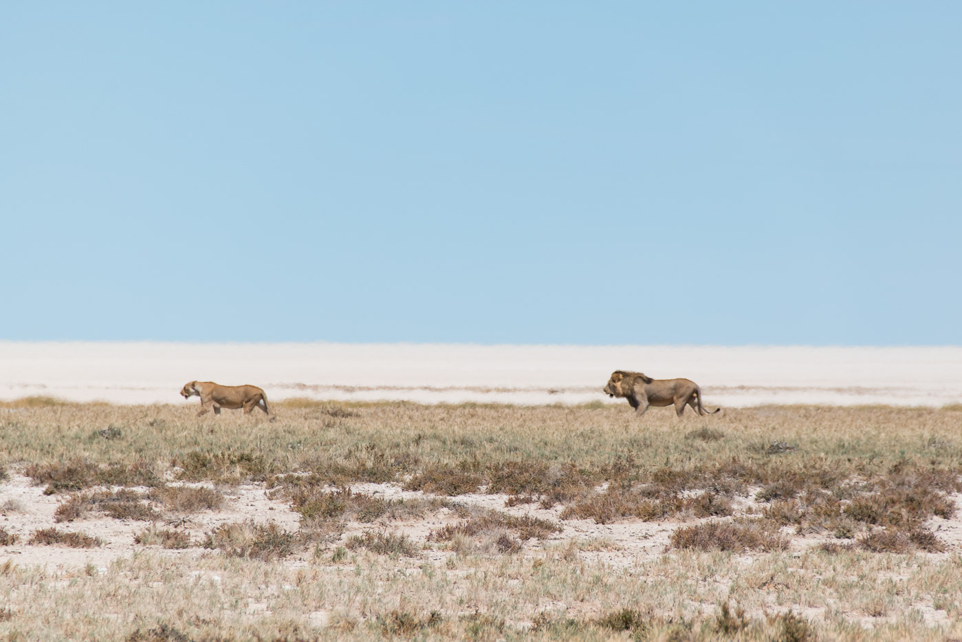 Etosha Namibie leeuwen stel