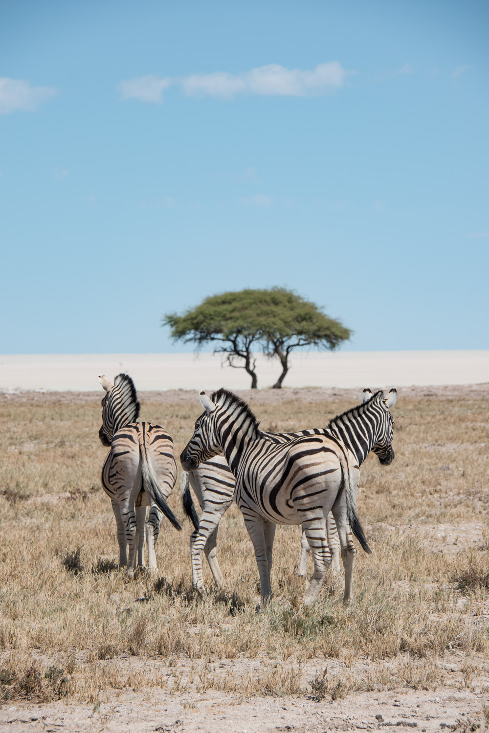 Etosha Namibie zebra_