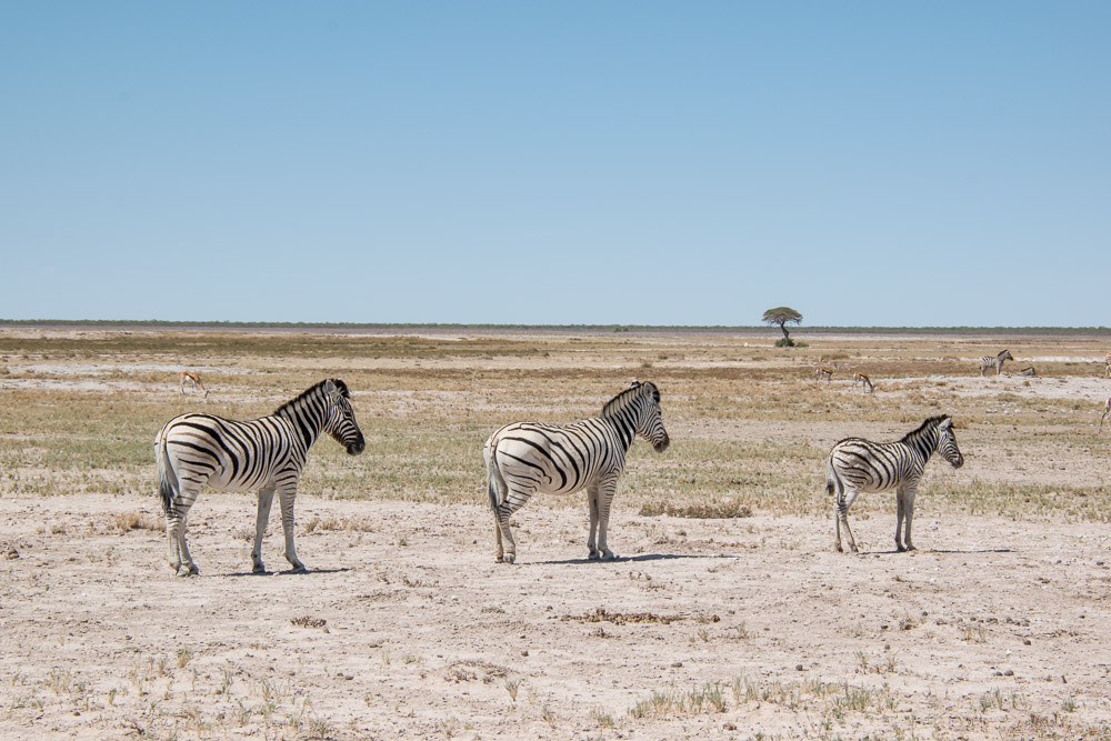 Etosha Namibie zebra's