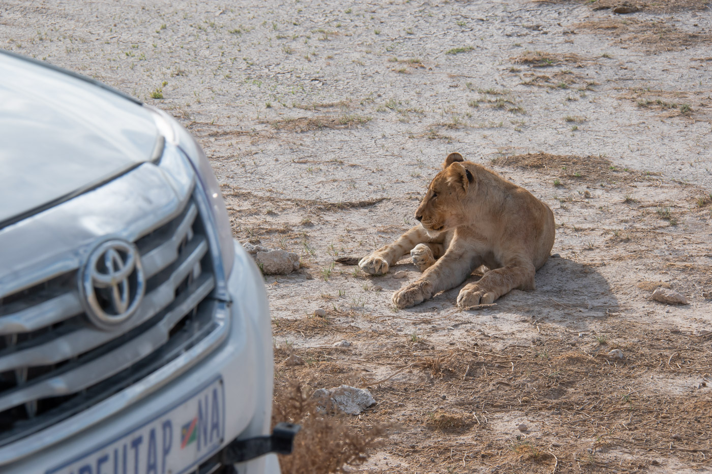 Etosha National Park leeuw spotten