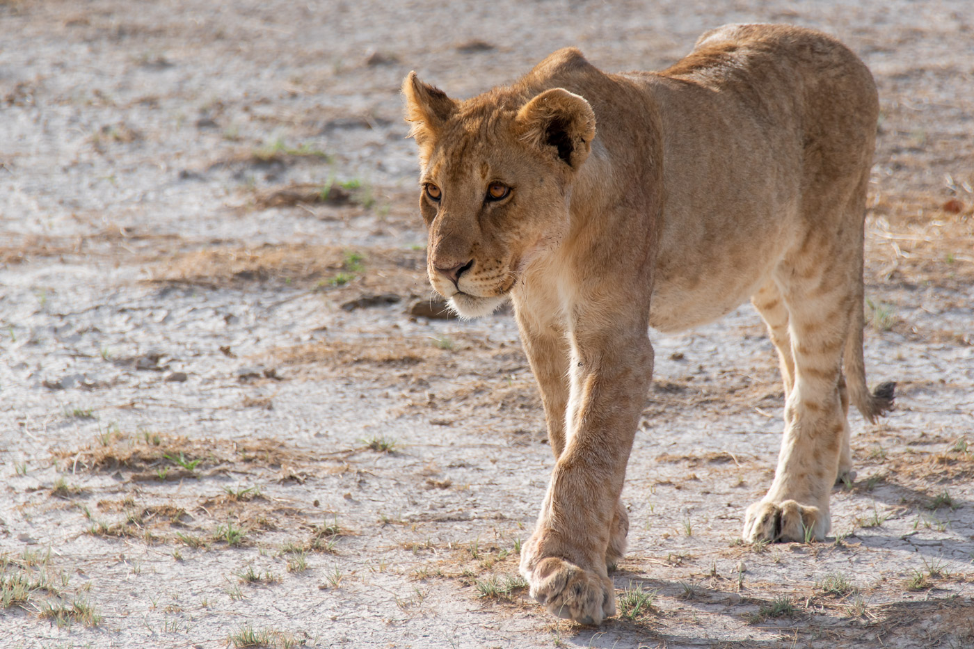 Etosha National Park Namibie leeuw safari