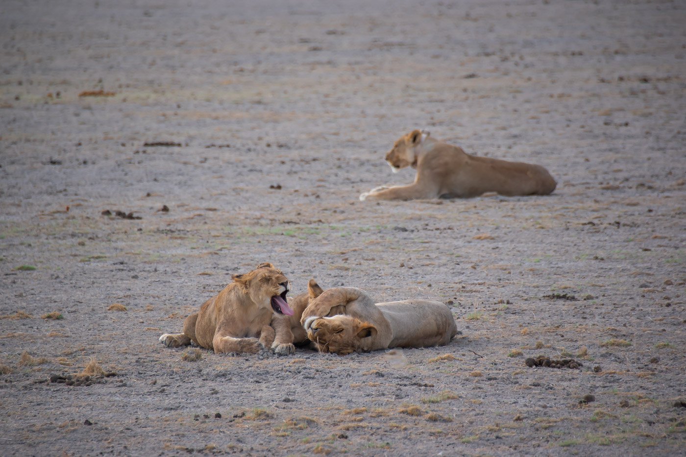 Etosha National Park Namibie leeuw safarijeep