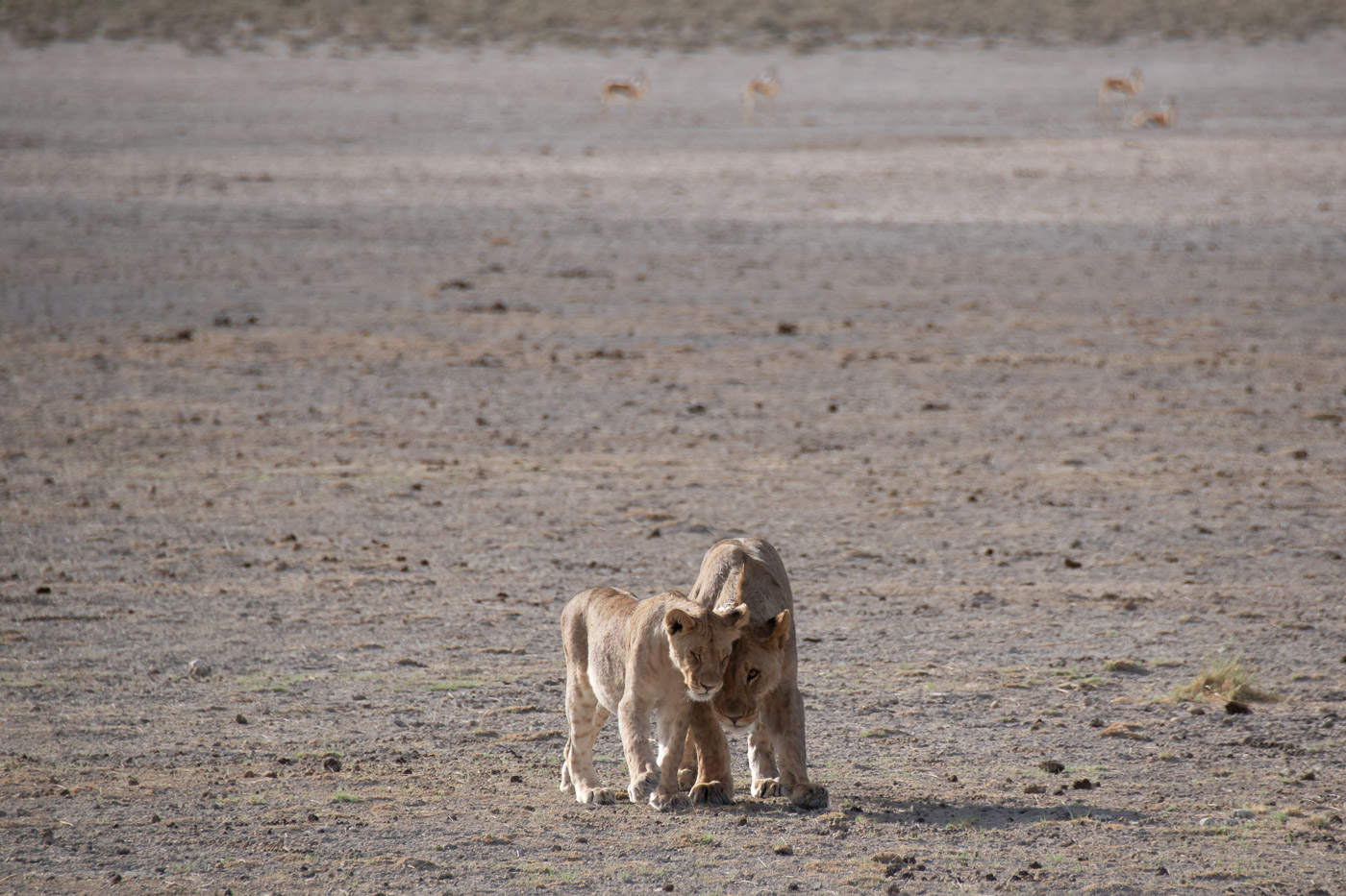 Etosha National Park Namibie leeuw