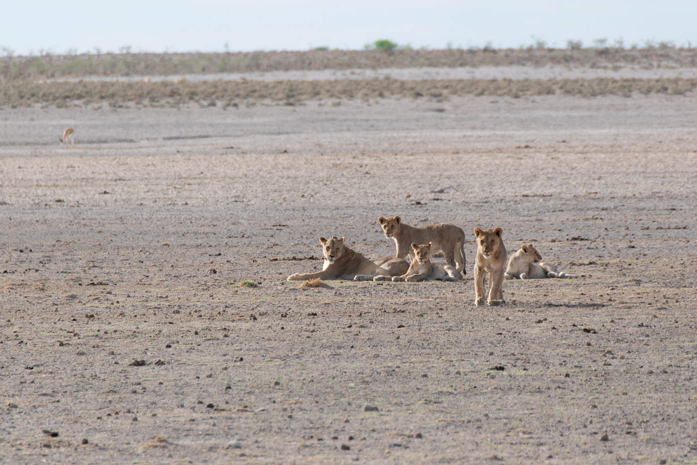 Etosha National Park Namibie leeuwen