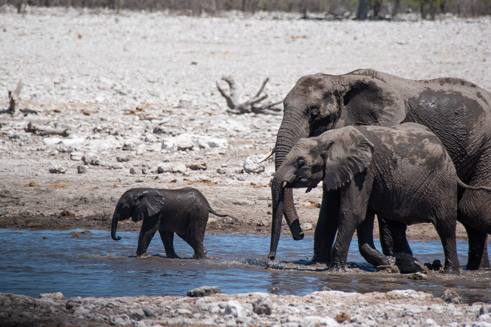 Etosha National Park Namibie olifant