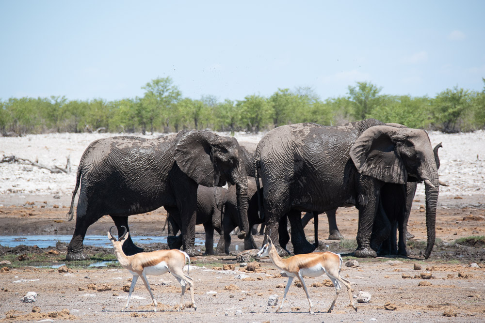 Etosha National Park Namibie olifanten dieren